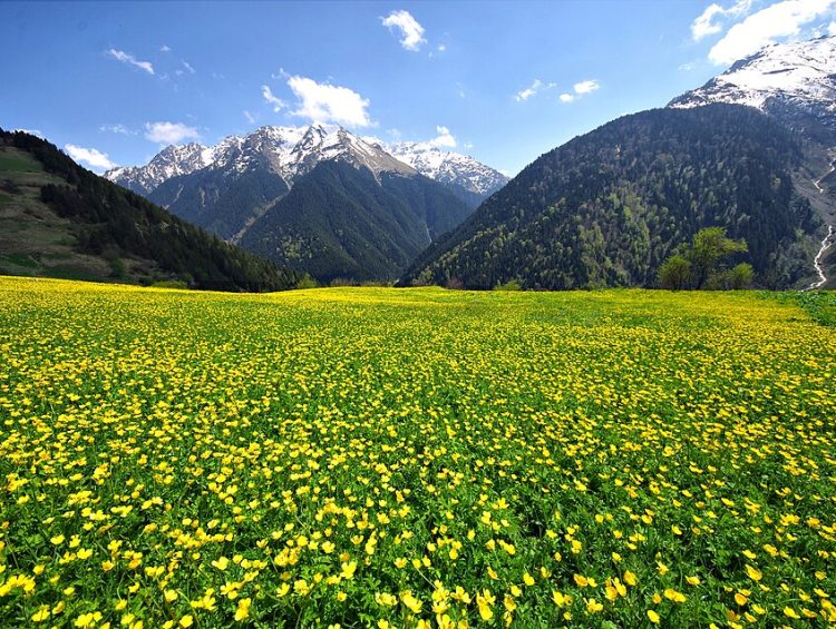 Çat Köyü, Çamlıhemşin