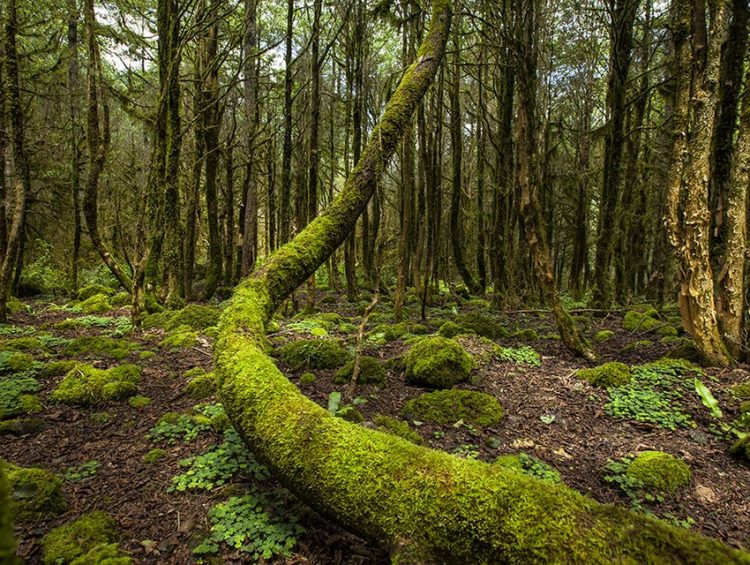 Şimşir Ormanları, Çamlıhemşim