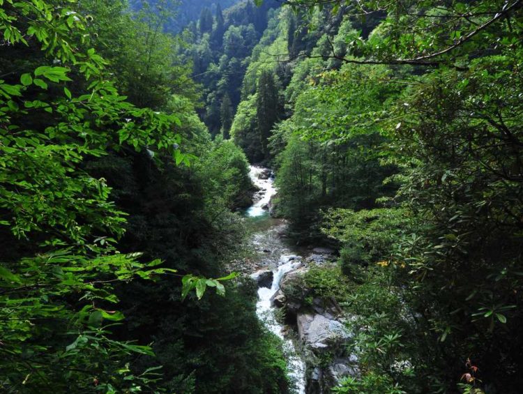 Gürcüdüzü Yaylası, Fındıklı